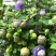 紫芳草花多年生耐寒绿植物室内室外阳台盆栽春季秋季花苗花卉