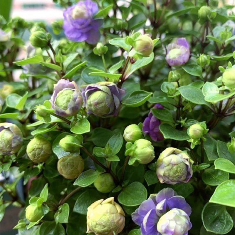 紫芳草花多年生耐寒绿植物室内室外阳台盆栽春季秋季花苗花卉