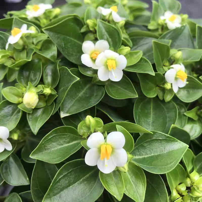 紫芳草花多年生耐寒绿植物室内室外阳台盆栽春季秋季花苗花卉