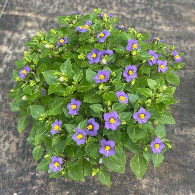 紫芳草花多年生耐寒绿植物室内室外阳台盆栽春季秋季花苗花卉