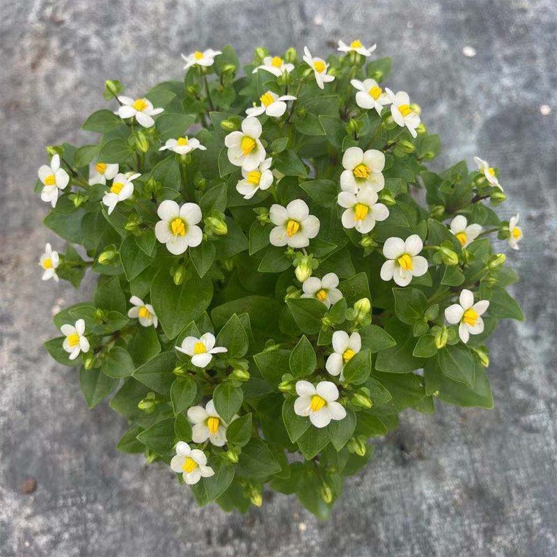 紫芳草花多年生耐寒绿植物室内室外阳台盆栽春季秋季花苗花卉