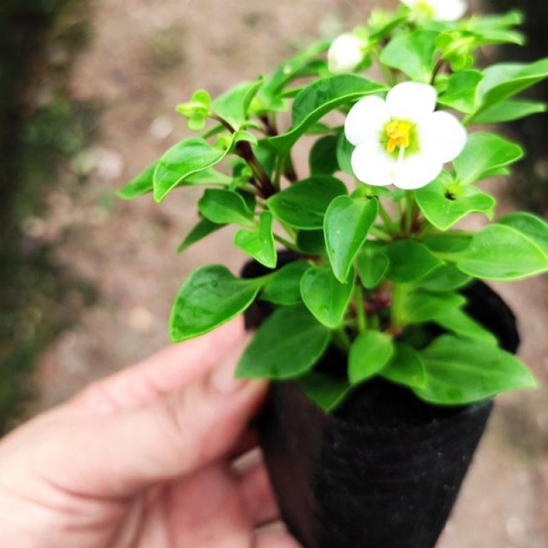 紫芳草花多年生耐寒绿植物室内室外阳台盆栽春季秋季花苗花卉