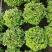 紫芳草花多年生耐寒绿植物室内室外阳台盆栽春季秋季花苗花卉