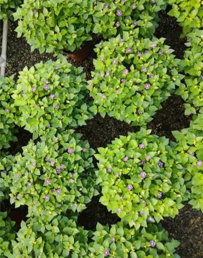 紫芳草花多年生耐寒绿植物室内室外阳台盆栽春季秋季花苗花卉