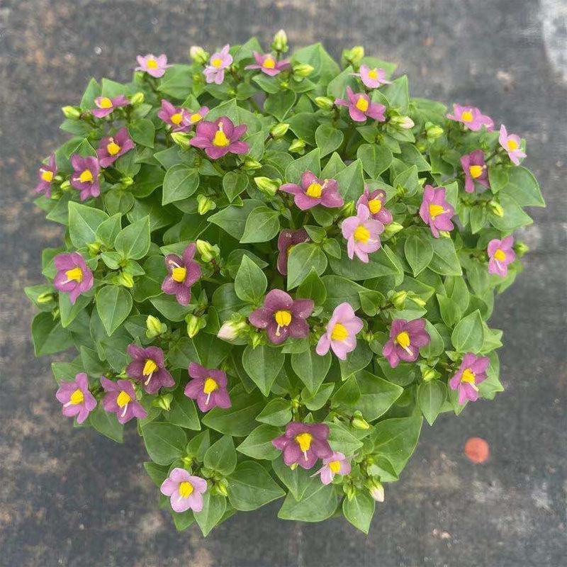 紫芳草花多年生耐寒绿植物室内室外阳台盆栽春季秋季花苗花卉