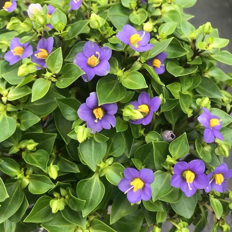 紫芳草花多年生耐寒绿植物室内室外阳台盆栽春季秋季花苗花卉