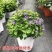 紫芳草花多年生耐寒绿植物室内室外阳台盆栽春季秋季花苗花卉
