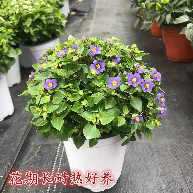 紫芳草花多年生耐寒绿植物室内室外阳台盆栽春季秋季花苗花卉
