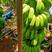 【热卖苹果蕉】香蕉广东基地直供对接批发商商超可视频拿货