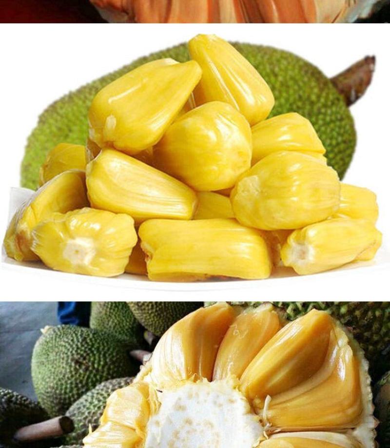 菠萝蜜苗树苗四季当年结果木菠萝嫁接苗马来黄肉南方种植盆栽