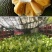 菠萝蜜苗树苗四季当年结果木菠萝嫁接苗马来黄肉南方种植盆栽
