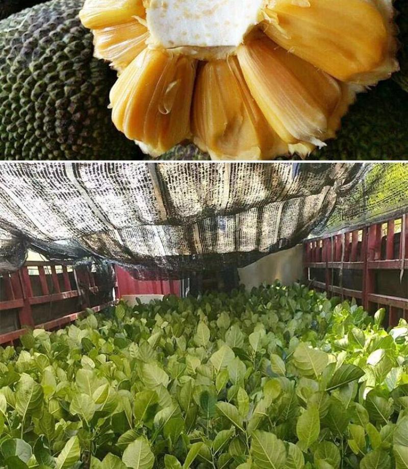 菠萝蜜苗树苗四季当年结果木菠萝嫁接苗马来黄肉南方种植盆栽