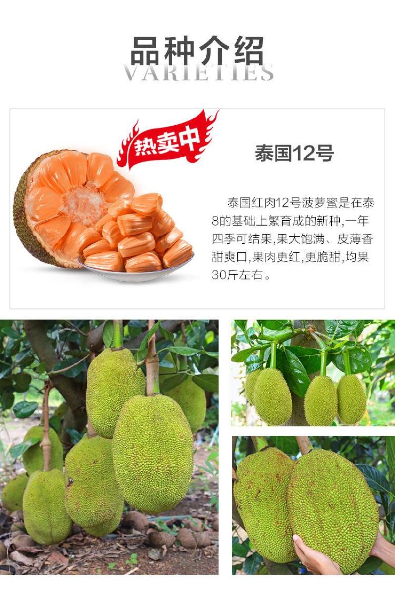 菠萝蜜苗树苗四季当年结果木菠萝嫁接苗马来黄肉南方种植盆栽