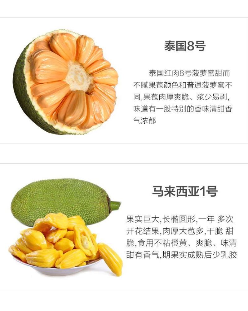 菠萝蜜苗树苗四季当年结果木菠萝嫁接苗马来黄肉南方种植盆栽