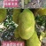 菠萝蜜苗树苗四季当年结果木菠萝嫁接苗马来黄肉南方种植盆栽