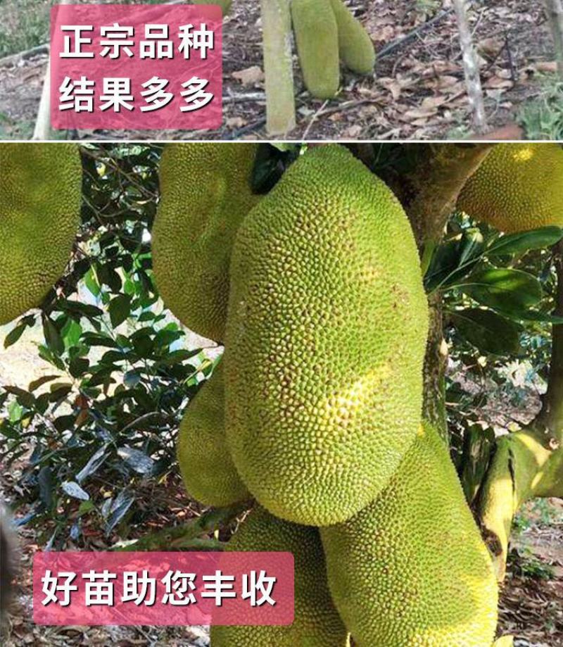 菠萝蜜苗树苗四季当年结果木菠萝嫁接苗马来黄肉南方种植盆栽