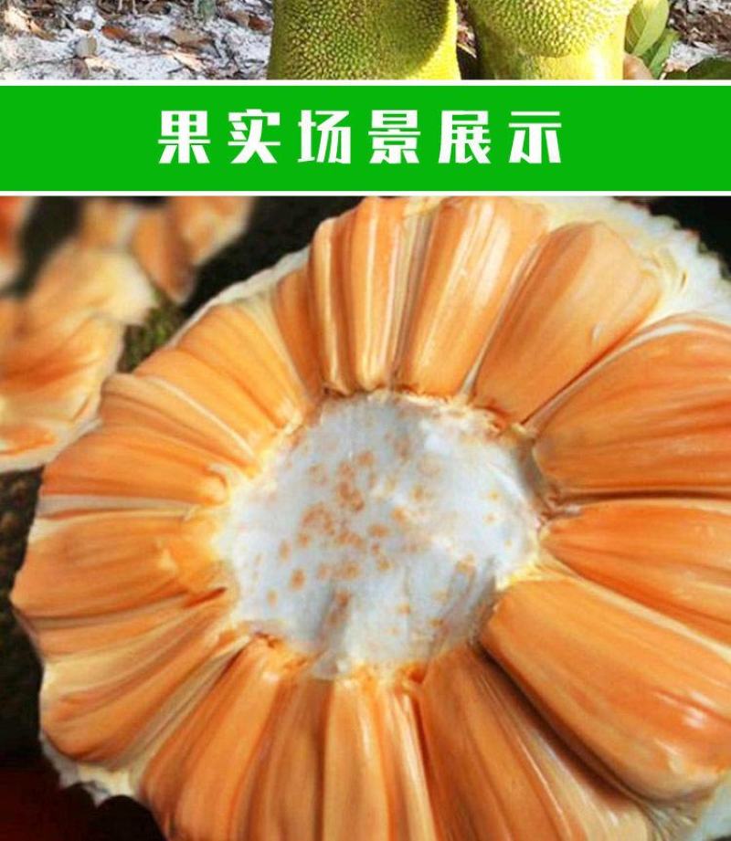 菠萝蜜苗树苗四季当年结果木菠萝嫁接苗马来黄肉南方种植盆栽