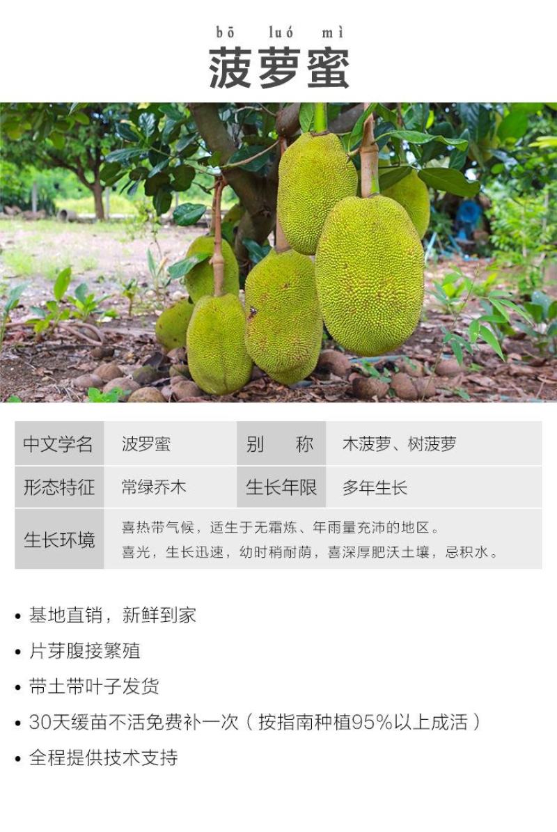 菠萝蜜苗树苗四季当年结果木菠萝嫁接苗马来黄肉南方种植盆栽