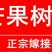 正宗嫁接苗四季蜜芒，金煌芒，贵妃芒，台农芒带土带叶发货