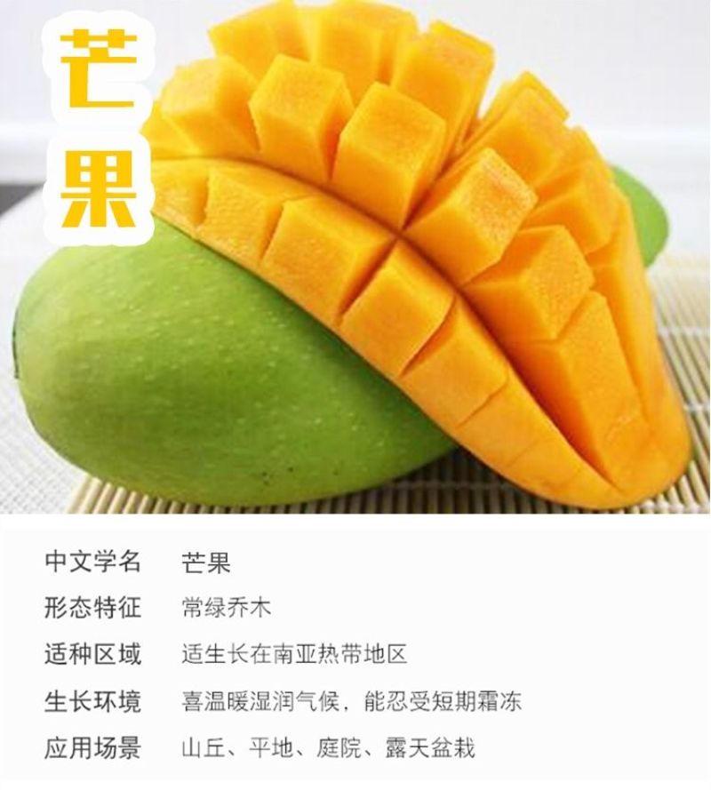 正宗嫁接苗四季蜜芒，金煌芒，贵妃芒，台农芒带土带叶发货