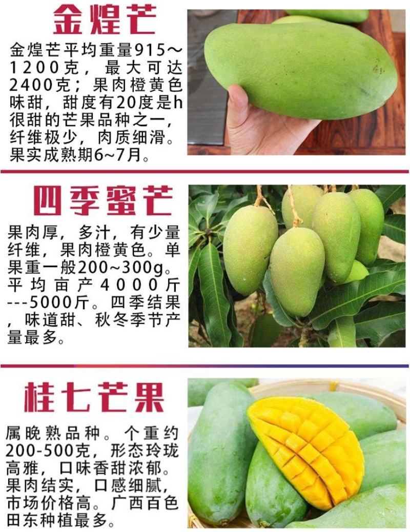 正宗嫁接苗四季蜜芒，金煌芒，贵妃芒，台农芒带土带叶发货