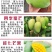正宗嫁接苗四季蜜芒，金煌芒，贵妃芒，台农芒带土带叶发货