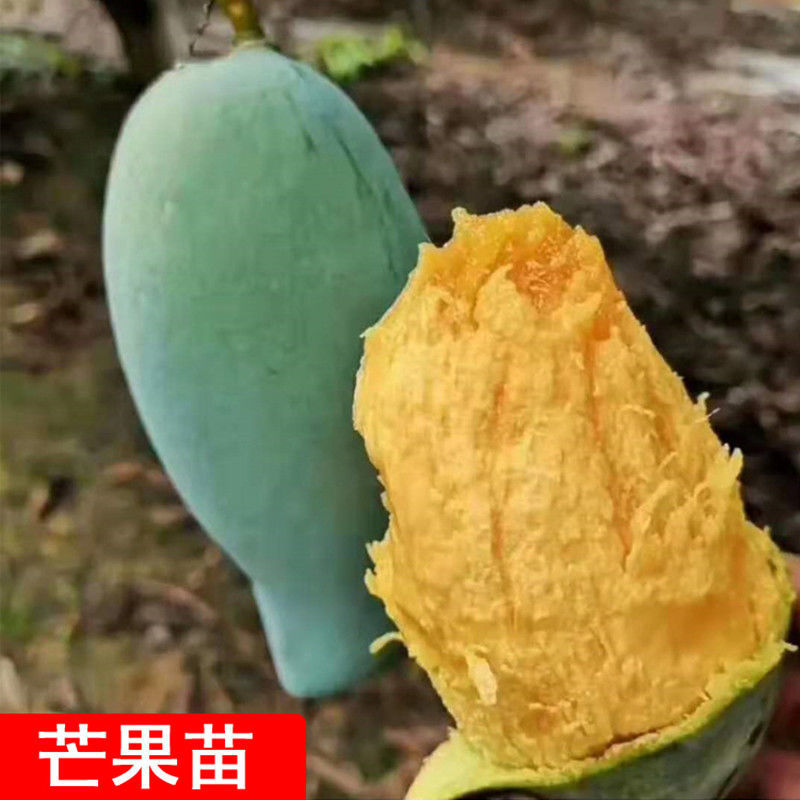 正宗嫁接苗四季蜜芒，金煌芒，贵妃芒，台农芒带土带叶发货