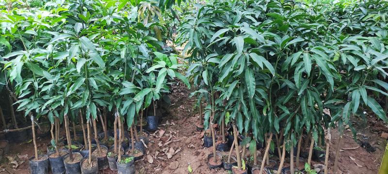 正宗嫁接苗四季蜜芒，金煌芒，贵妃芒，台农芒带土带叶发货