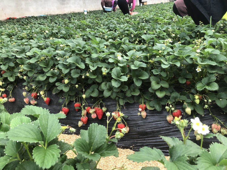草莓种植园中盛开的草莓花与绿叶交织