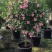 小木槿花盆栽绿植阳台花园庭院观花植物花卉耐热好养