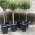 小木槿花盆栽绿植阳台花园庭院观花植物花卉耐热好养