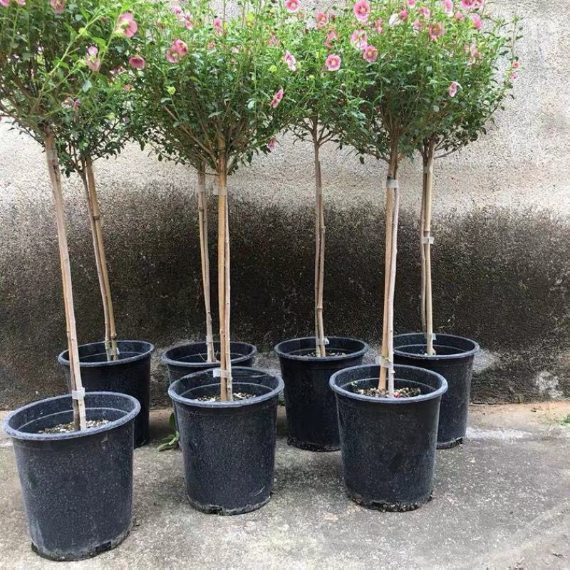 小木槿花盆栽绿植阳台花园庭院观花植物花卉耐热好养