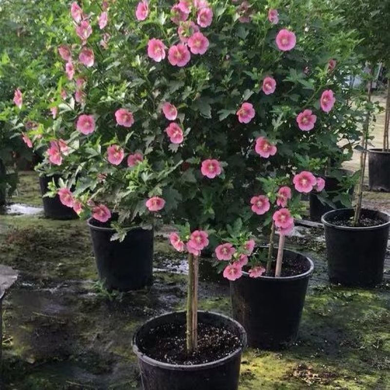 小木槿花盆栽绿植阳台花园庭院观花植物花卉耐热好养