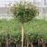 小木槿花盆栽绿植阳台花园庭院观花植物花卉耐热好养