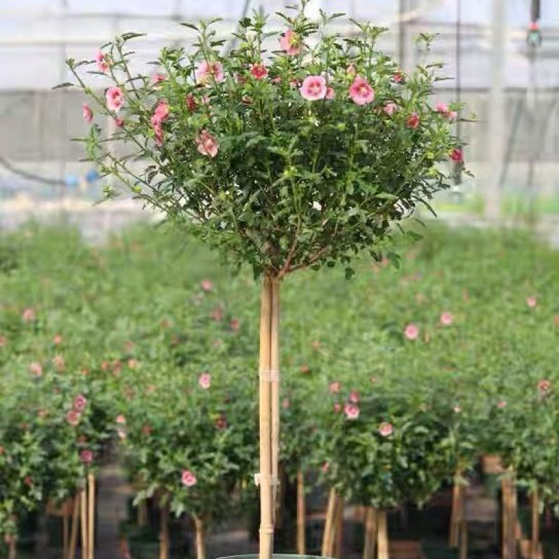 小木槿花盆栽绿植阳台花园庭院观花植物花卉耐热好养