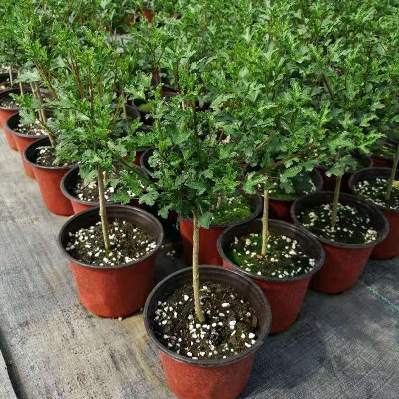 小木槿花盆栽绿植阳台花园庭院观花植物花卉耐热好养