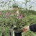 小木槿花盆栽绿植阳台花园庭院观花植物花卉耐热好养