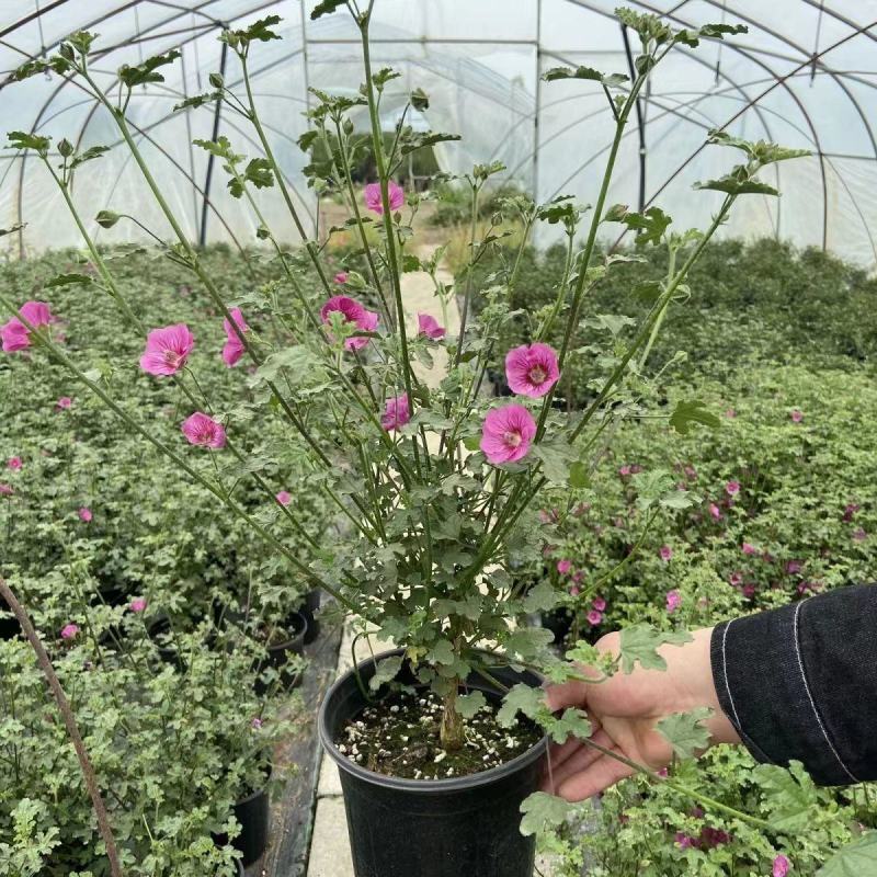 小木槿花盆栽绿植阳台花园庭院观花植物花卉耐热好养