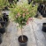 小木槿花盆栽绿植阳台花园庭院观花植物花卉耐热好养
