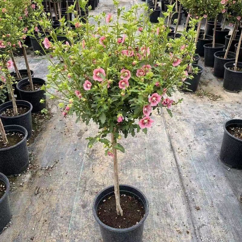 小木槿花盆栽绿植阳台花园庭院观花植物花卉耐热好养