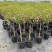 小木槿花盆栽绿植阳台花园庭院观花植物花卉耐热好养