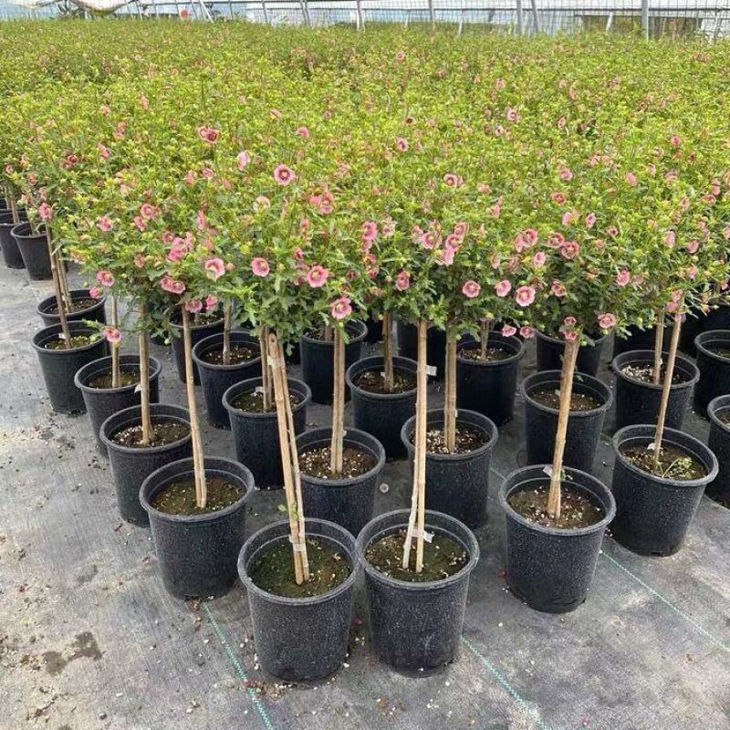 小木槿花盆栽绿植阳台花园庭院观花植物花卉耐热好养