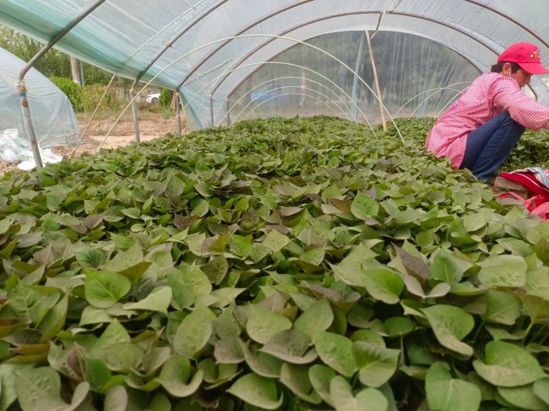 大量出售脱毒烟薯苗，红薯苗提供技术指导量大从优全国发