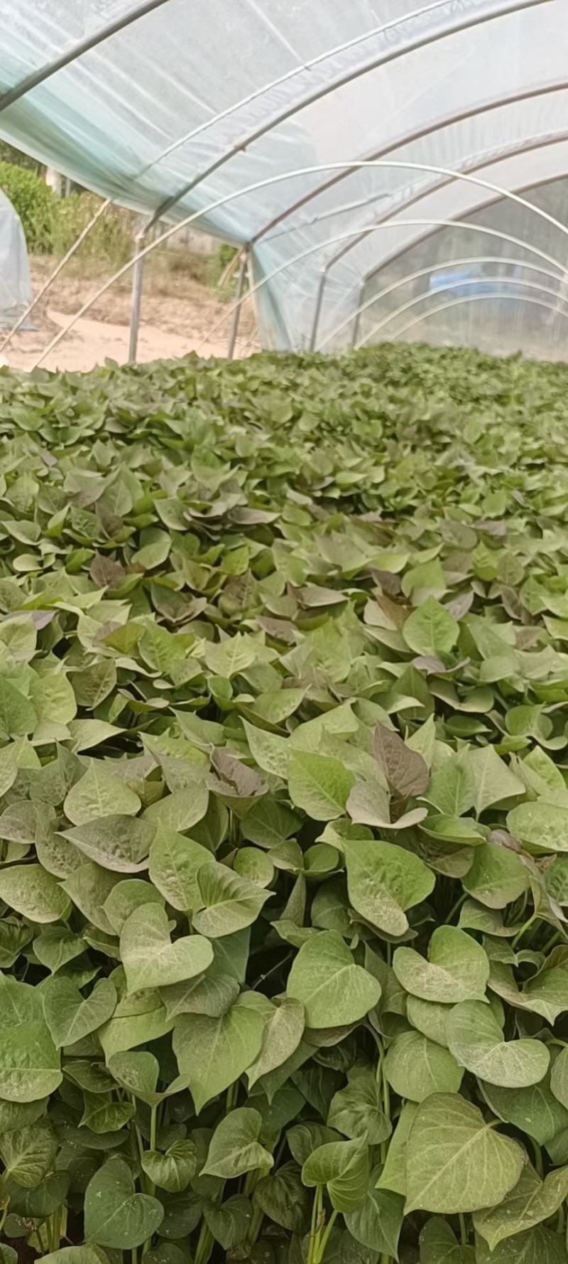 大量出售脱毒烟薯苗，红薯苗提供技术指导量大从优全国发
