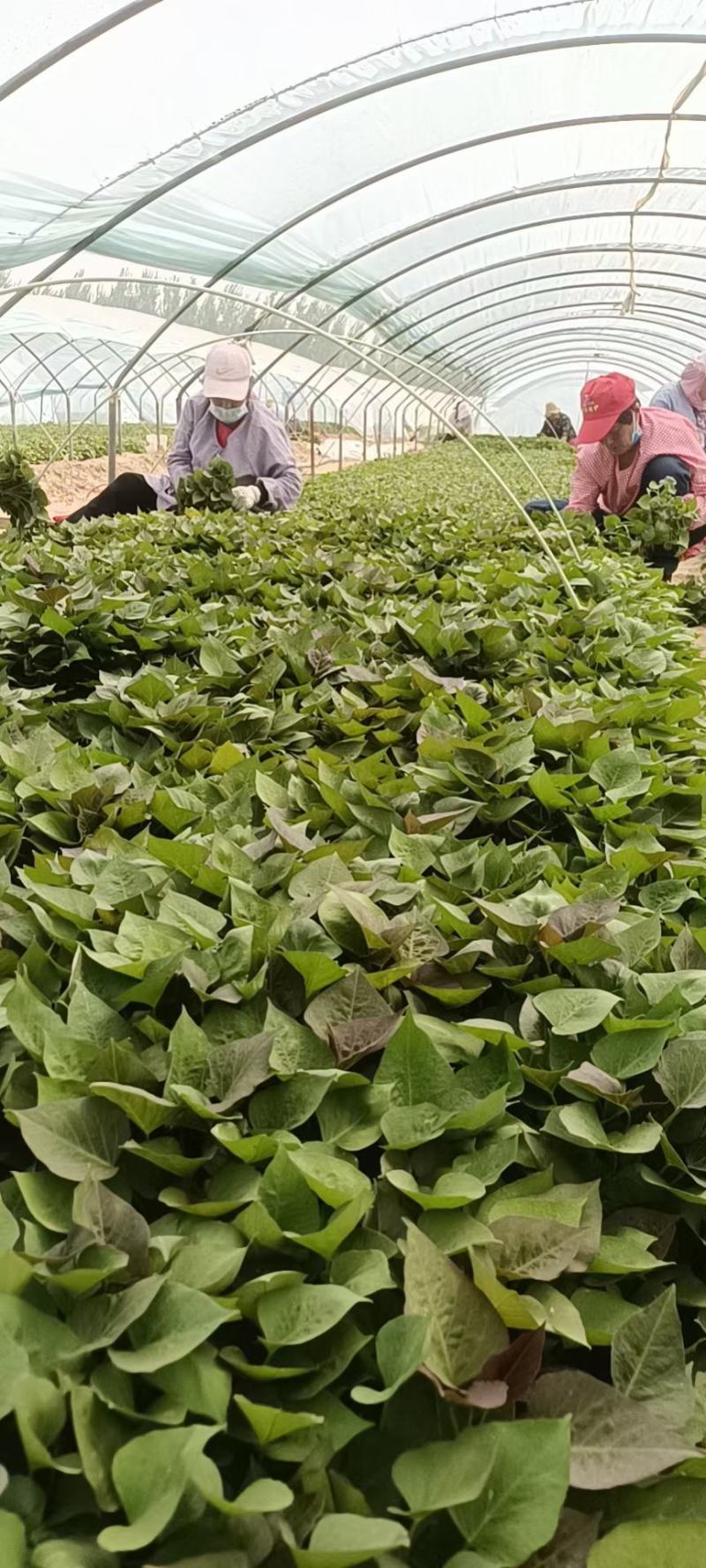 大量出售脱毒烟薯苗，红薯苗提供技术指导量大从优全国发