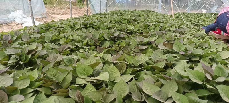 大量出售脱毒烟薯苗，红薯苗提供技术指导量大从优全国发