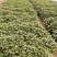 大量出售脱毒烟薯苗，红薯苗提供技术指导量大从优全国发