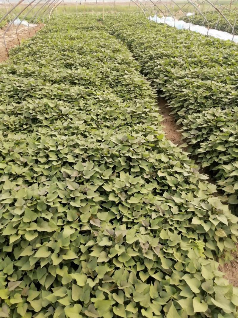 大量出售脱毒烟薯苗，红薯苗提供技术指导量大从优全国发