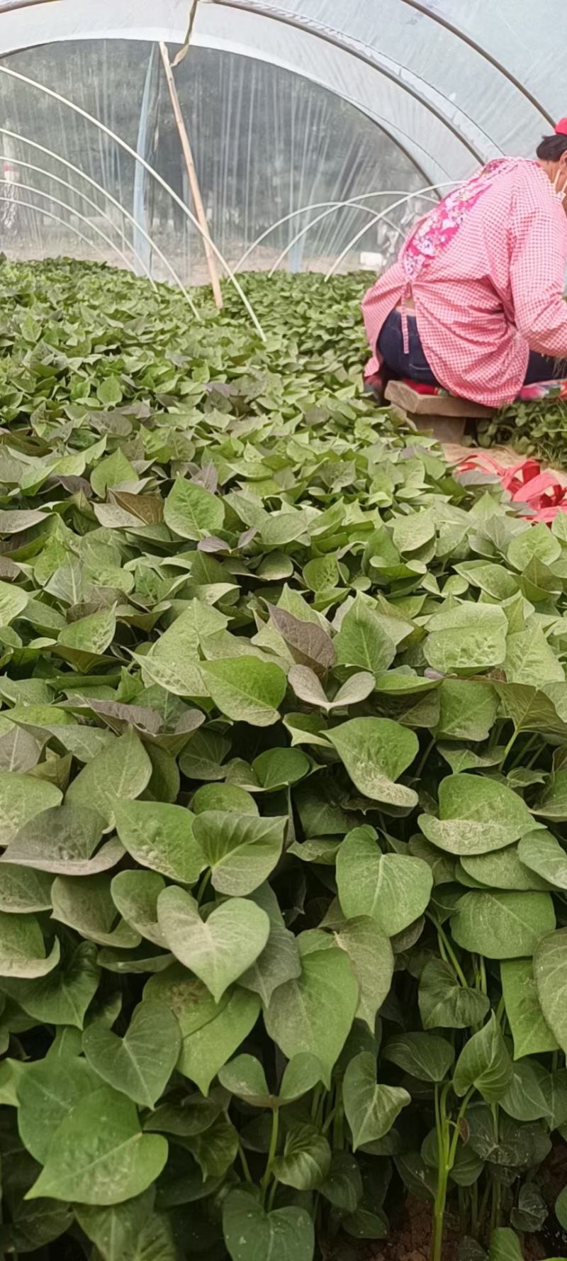 大量出售脱毒烟薯苗，红薯苗提供技术指导量大从优全国发
