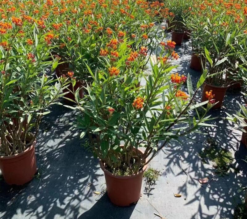 马利筋盆栽带花状元红金凤花芳草花四季庭院花境工程绿化花卉